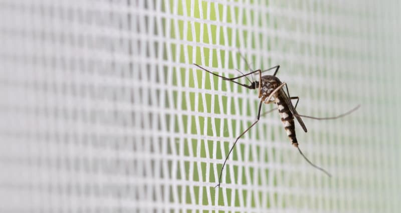 Защита от комаров